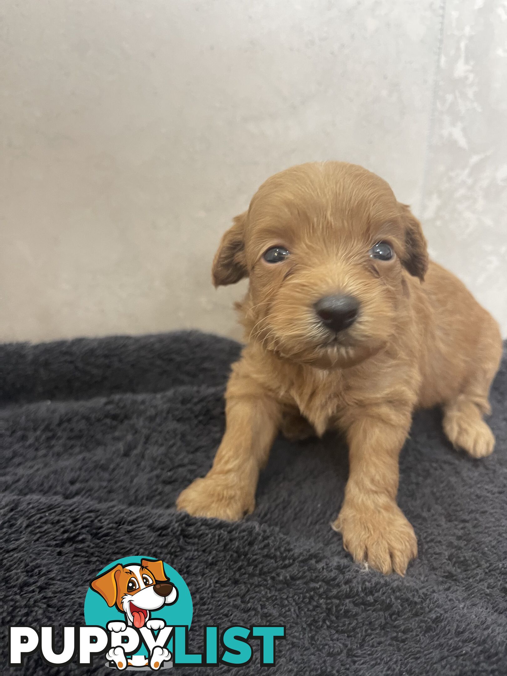 Teacup/ Toy Poodle Puppies