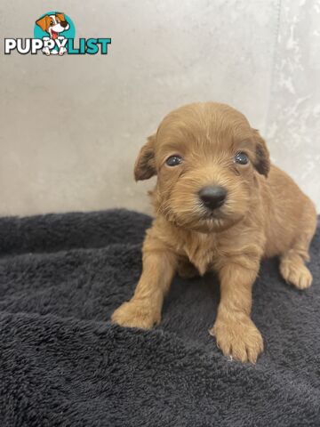 Teacup/ Toy Poodle Puppies