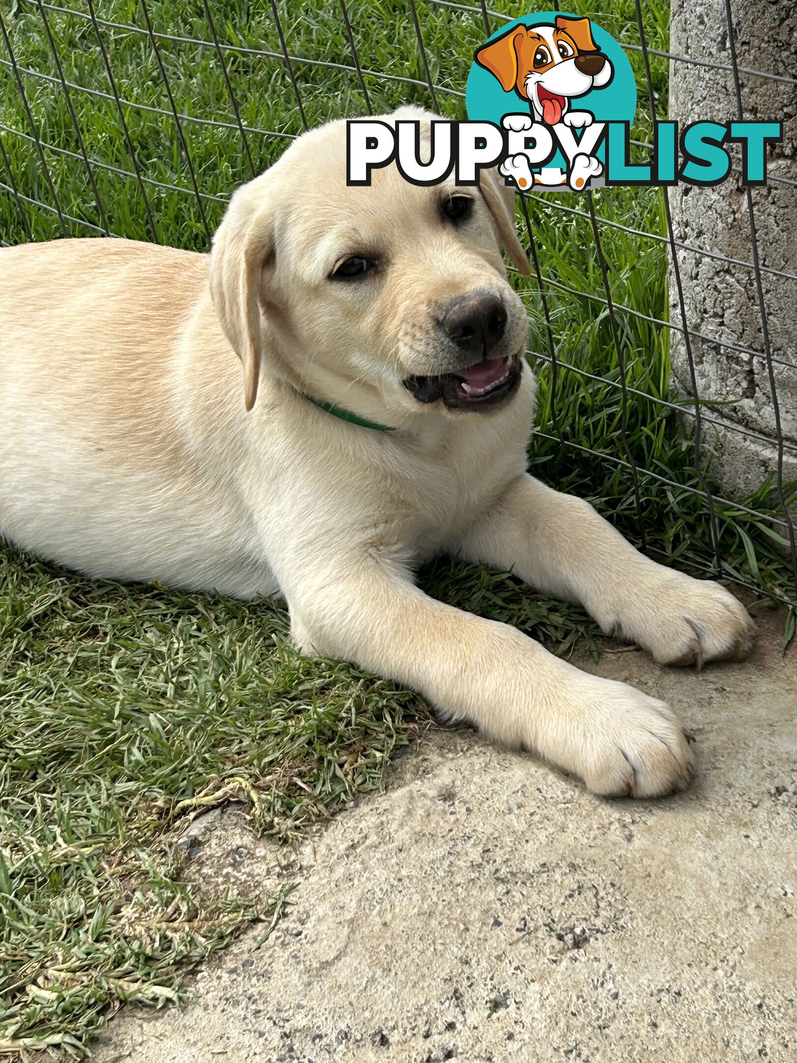 Labrador puppies