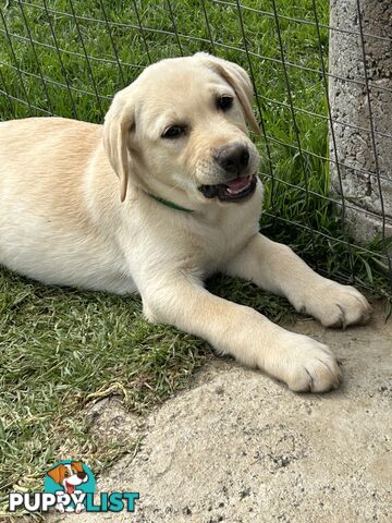 Labrador puppies