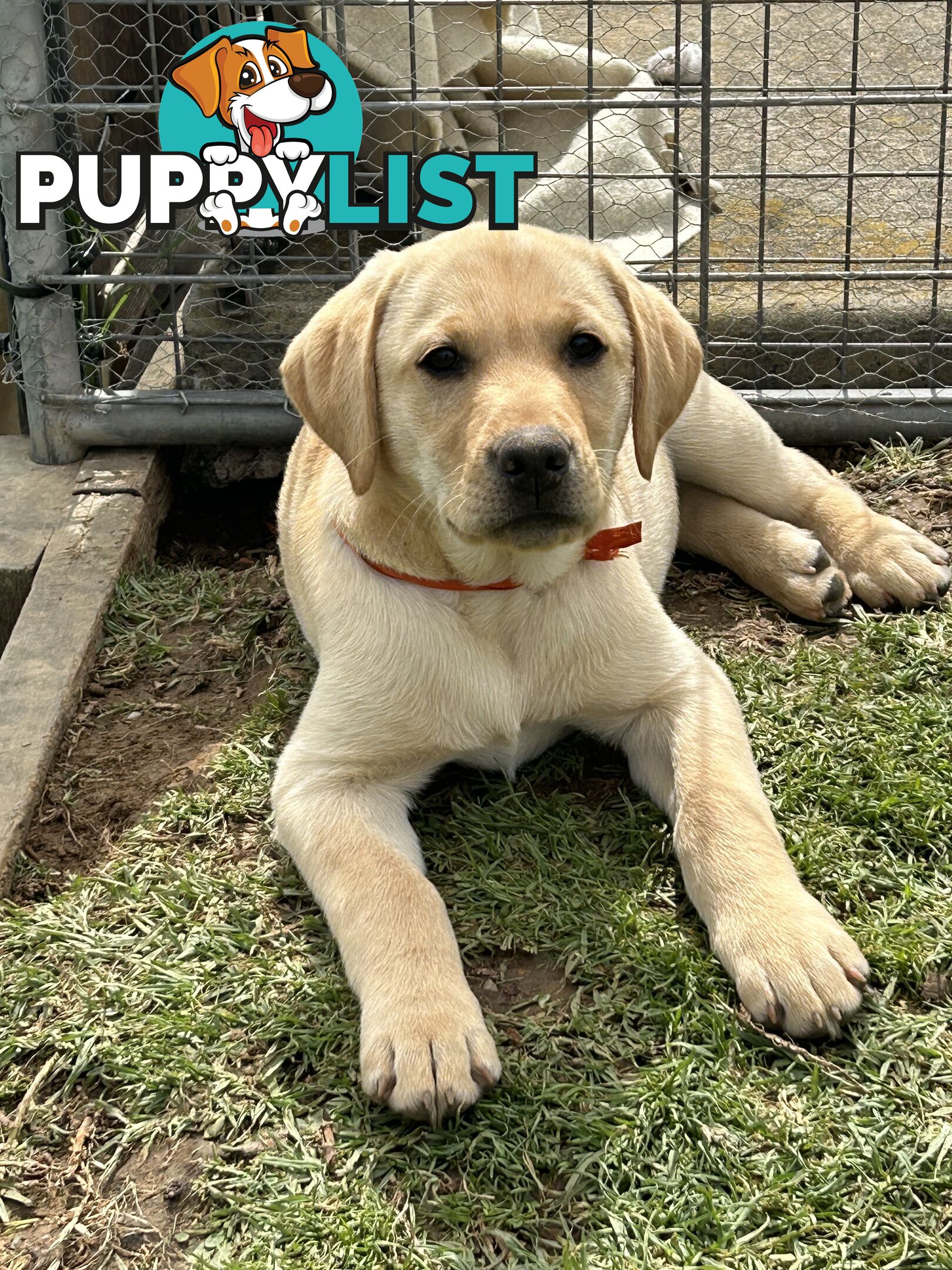 Labrador puppies