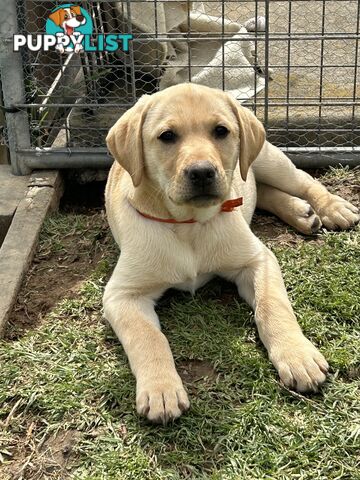 Labrador puppies