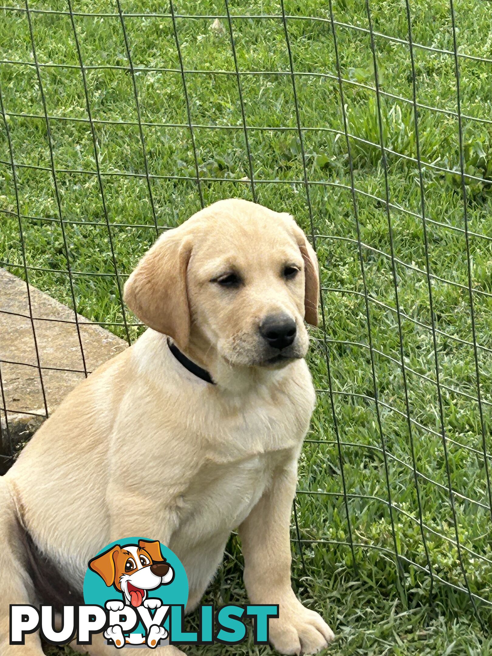 Labrador puppies