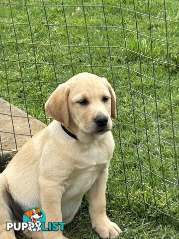 Labrador puppies