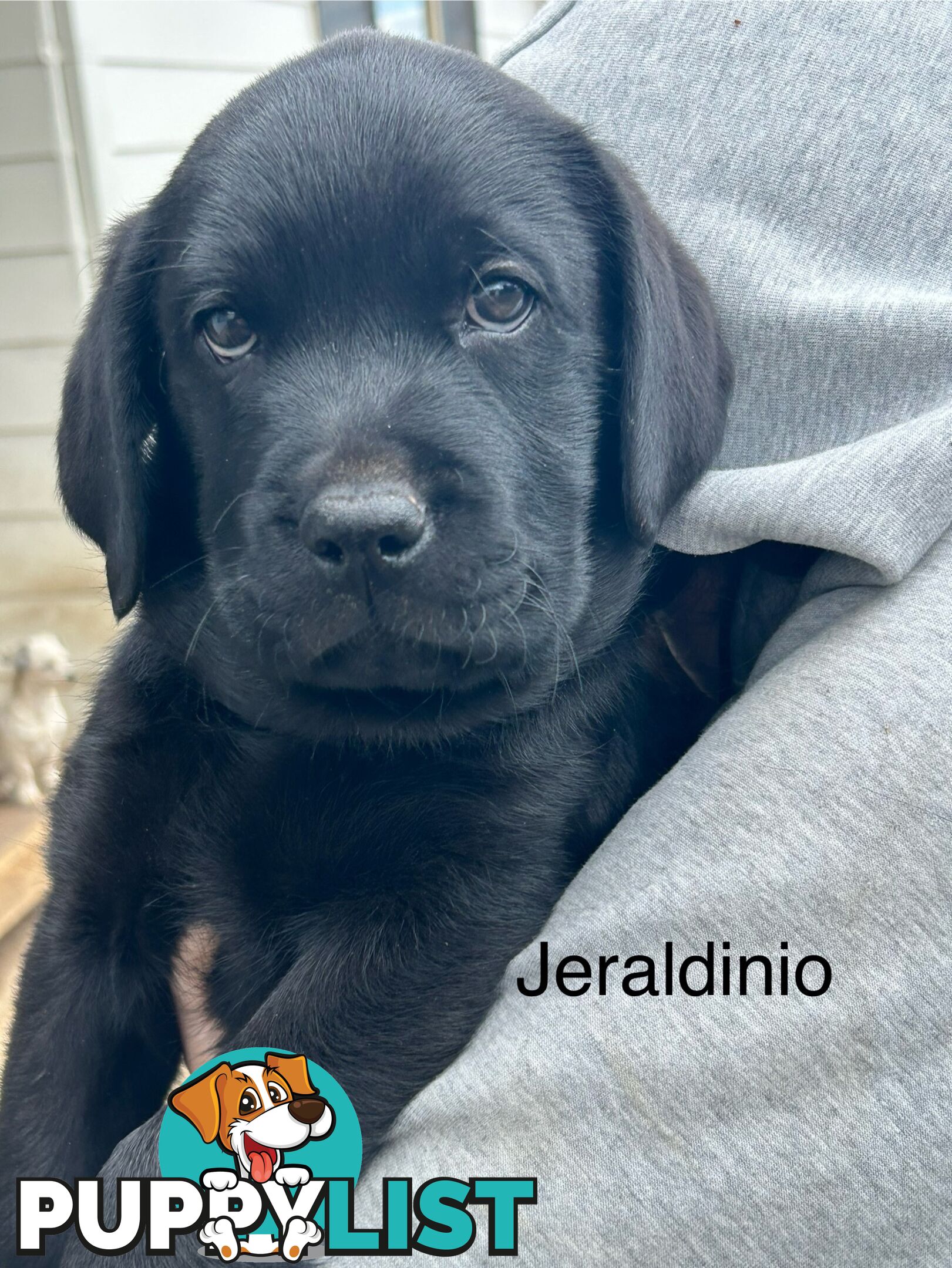 Black Labrador Puppies