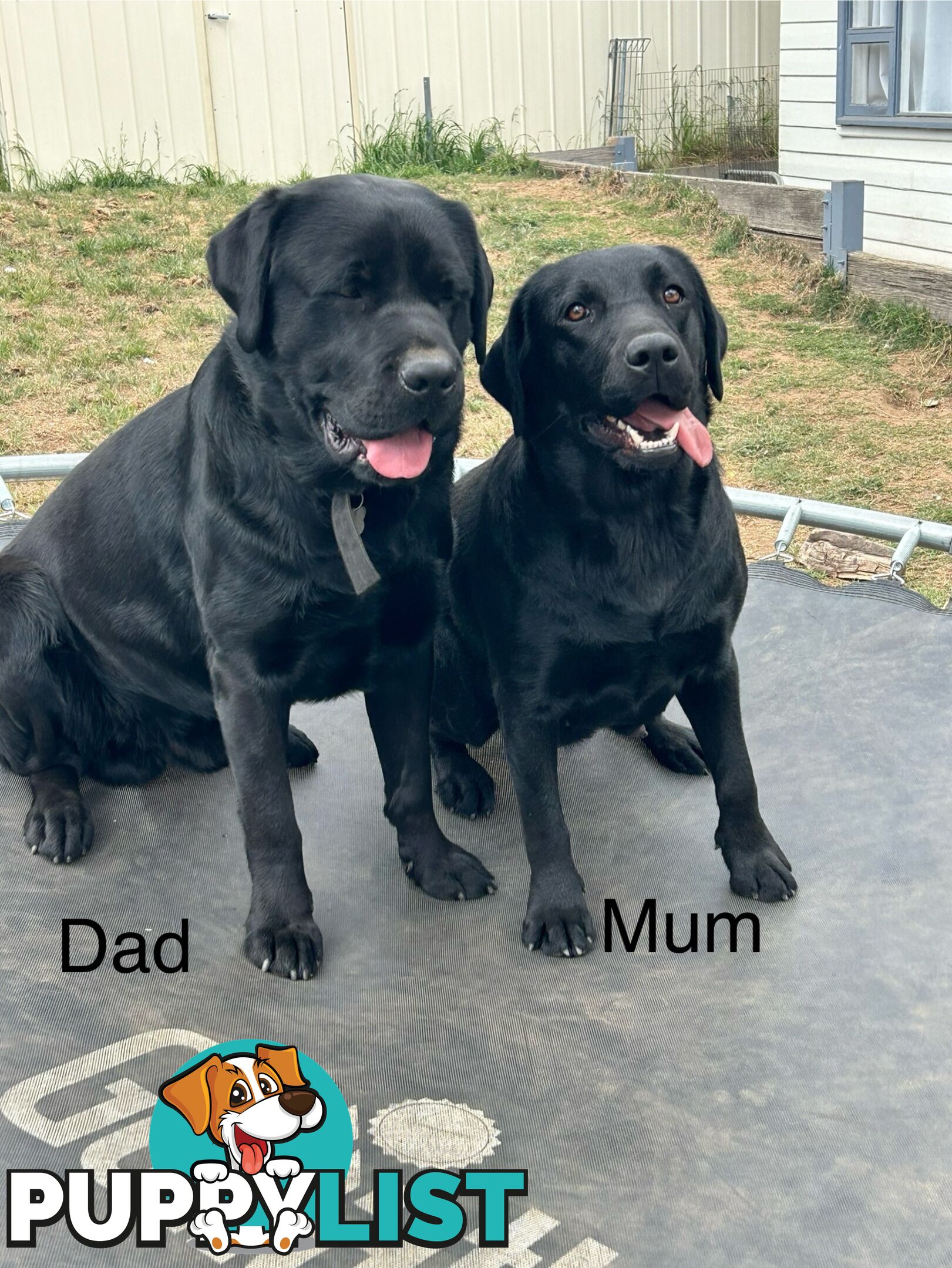 Black Labrador Puppies