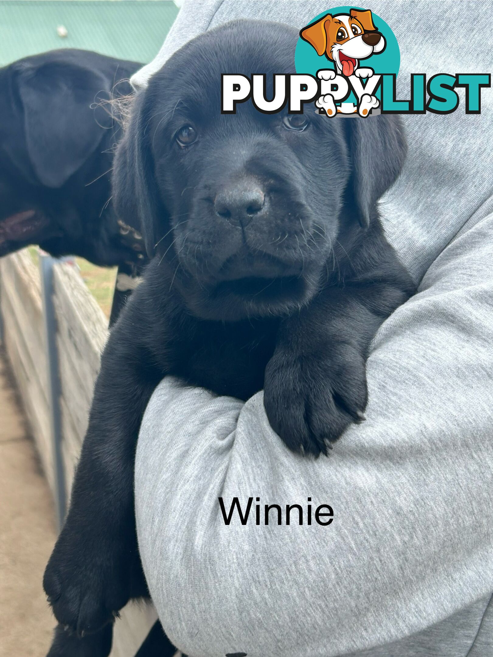 Black Labrador Puppies