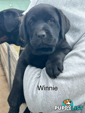 Black Labrador Puppies