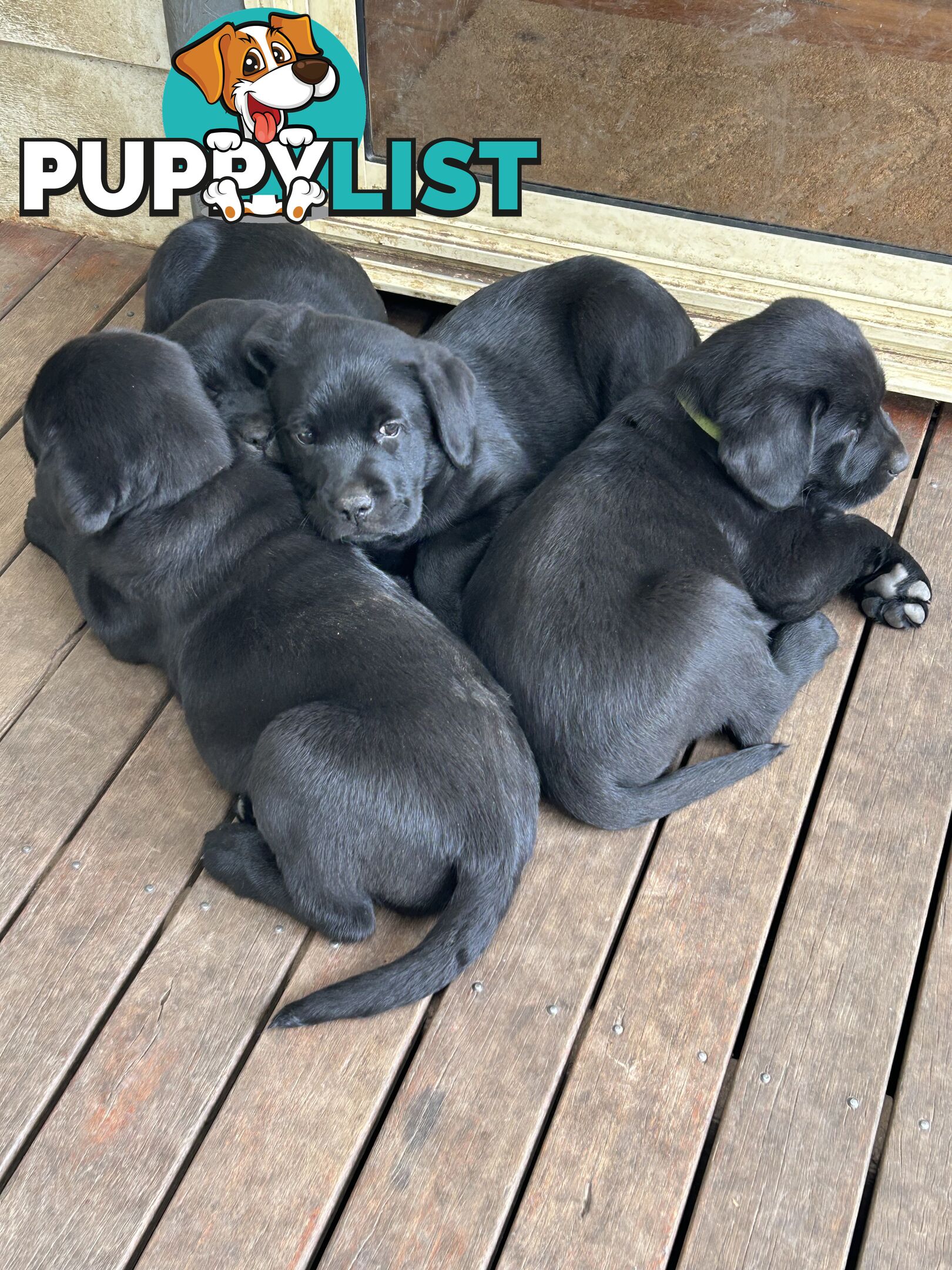 Black Labrador Puppies