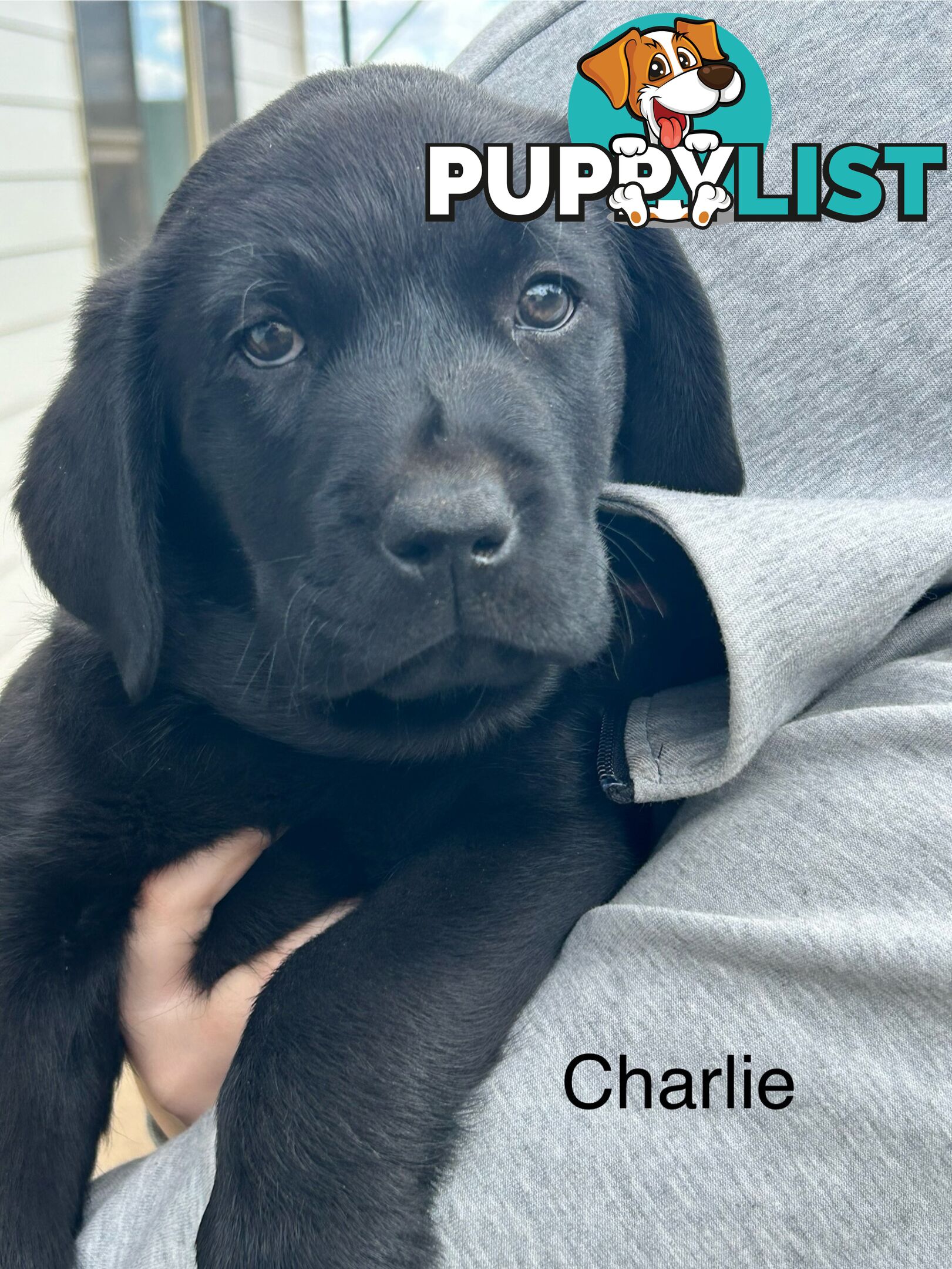 Black Labrador Puppies