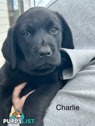 Black Labrador Puppies