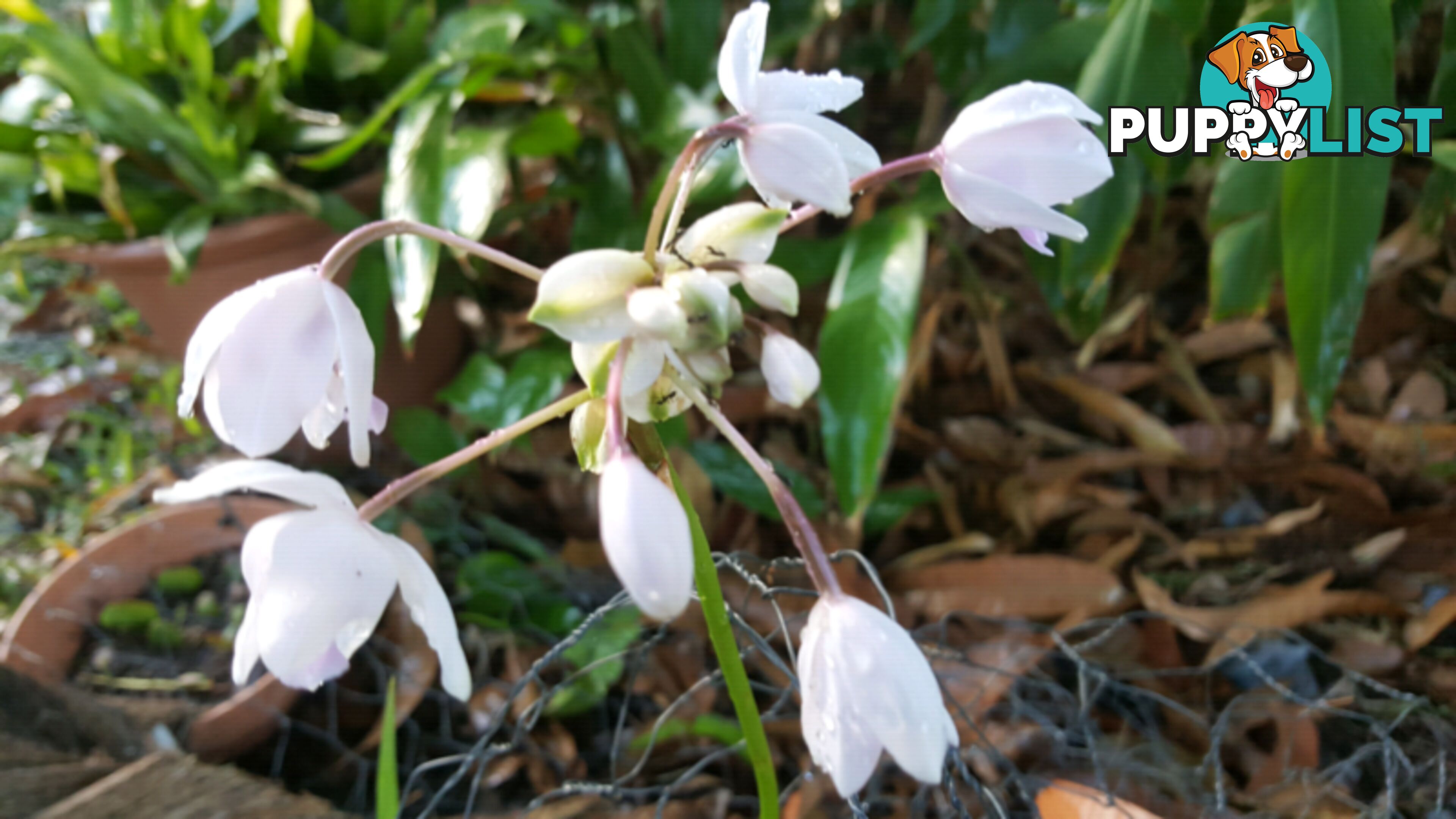 Ground Orchids