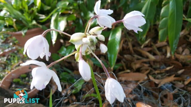 Ground Orchids