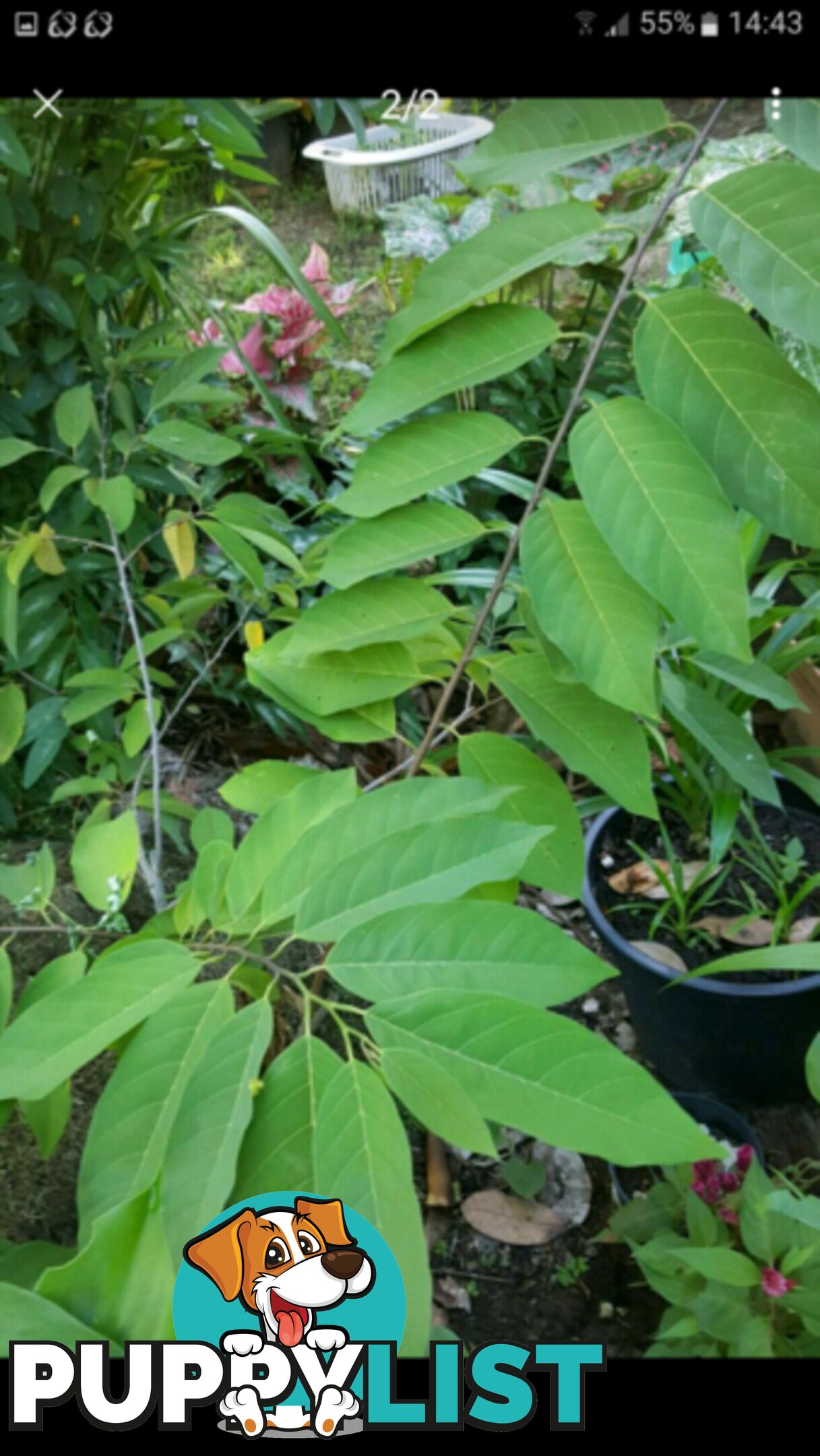 SOURSOP & SWEETSOP