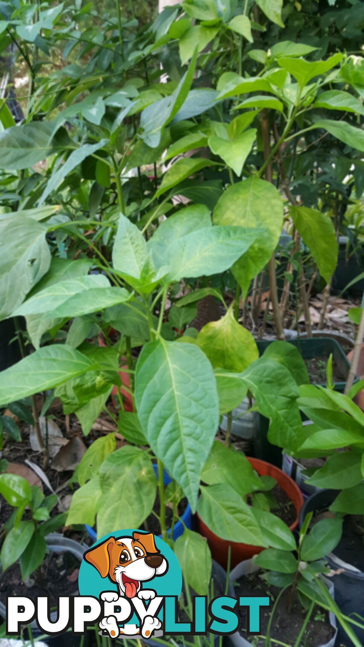 CHILLI PLANT