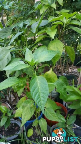 CHILLI PLANT