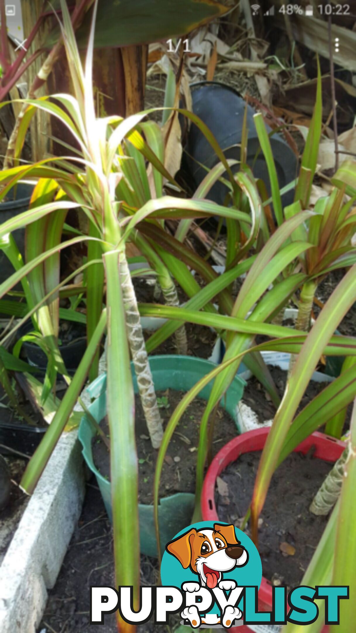 YACCA PLANTS