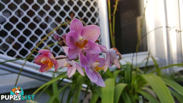 Orchids - variety