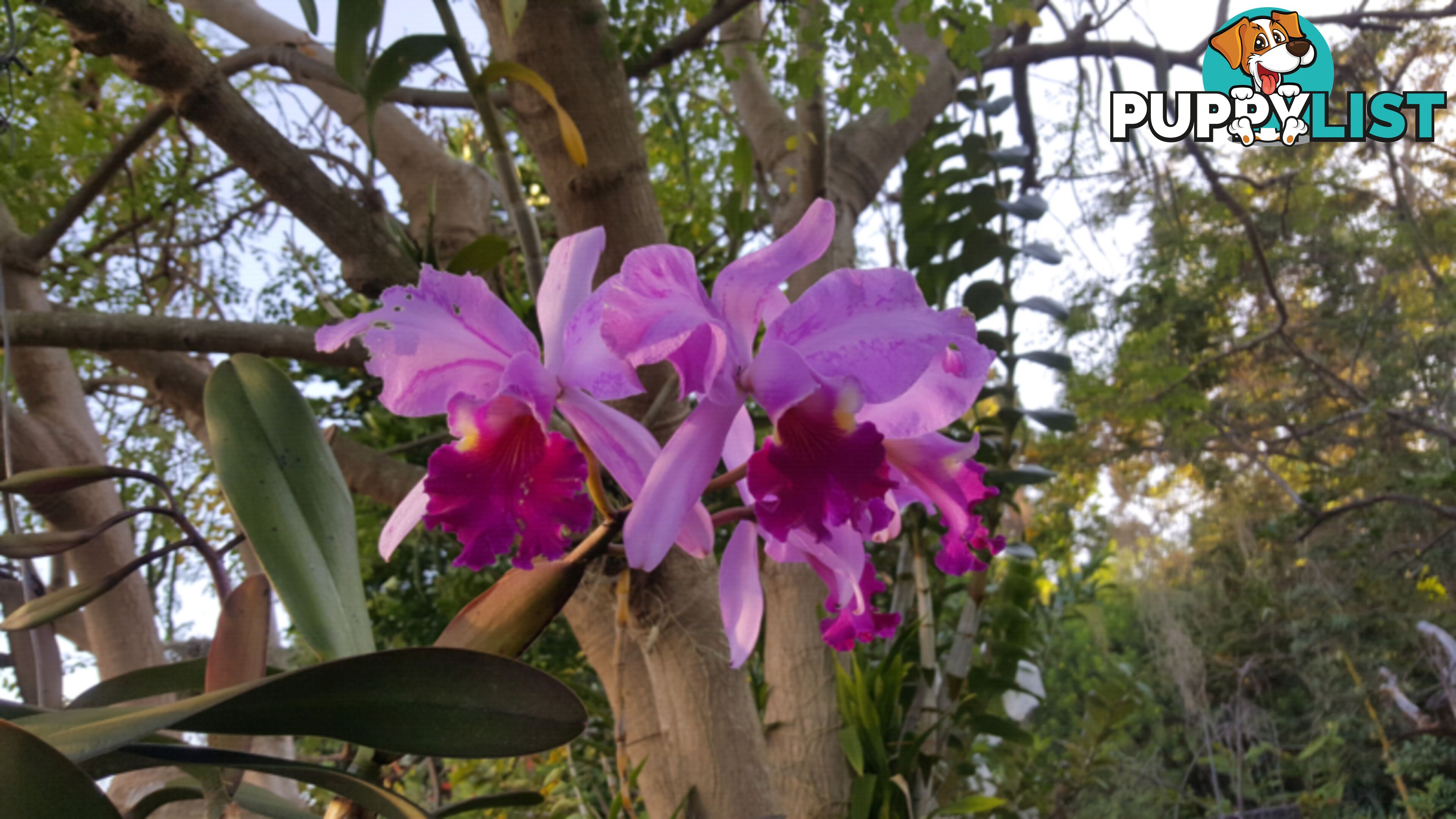 Orchids - variety