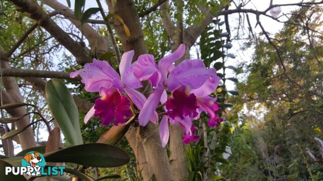 Orchids - variety