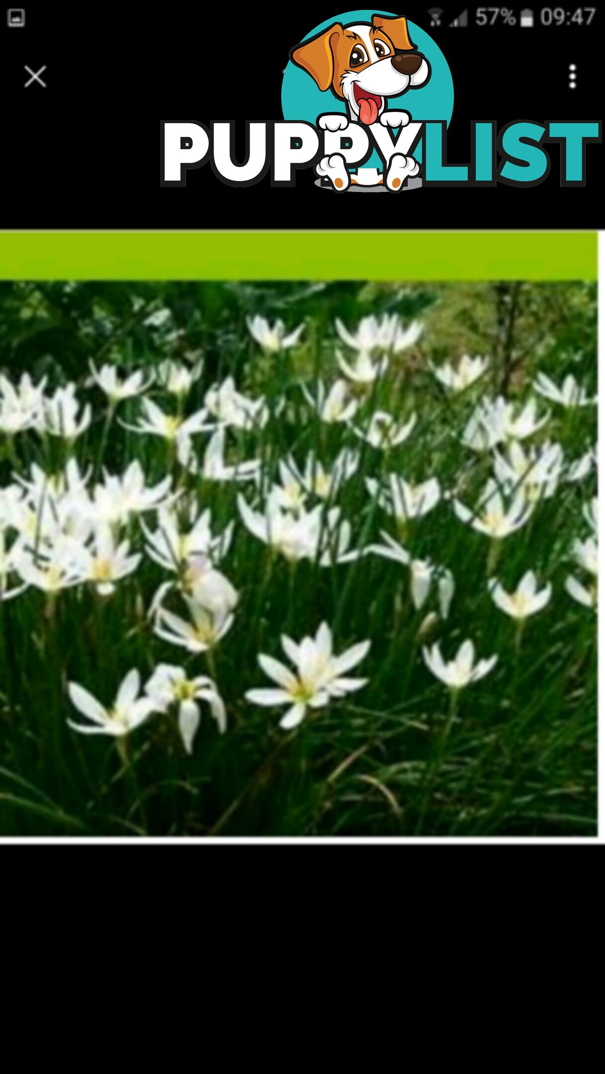 RAIN LILLY PLANTS