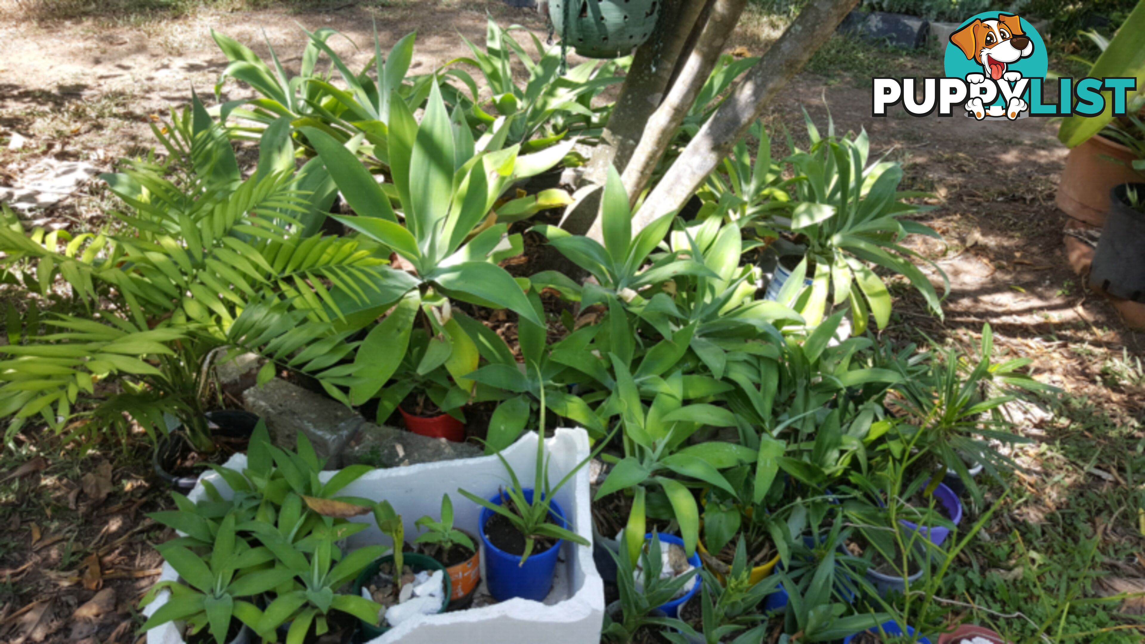 AGAVE PLANTS