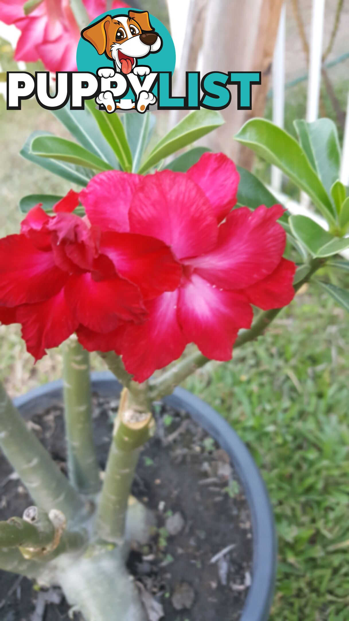 Desert Rose - Double