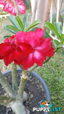 Desert Rose - Double