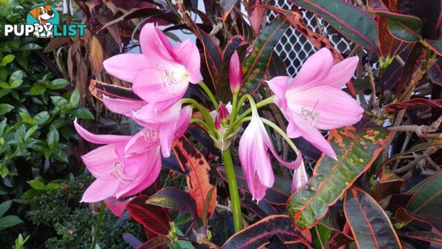 Crinum Lilly