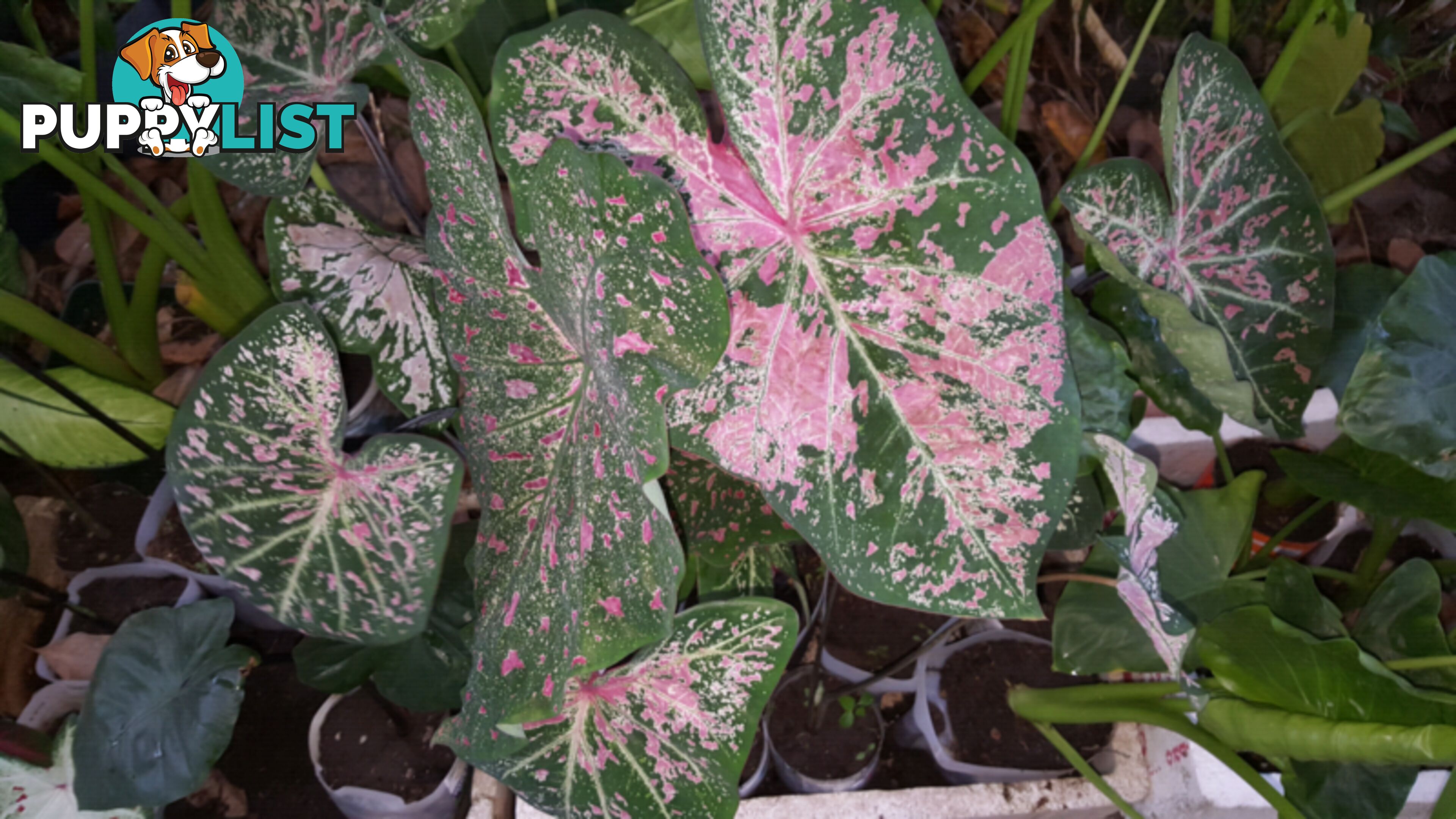 ELEPHANT EAR PLANTS