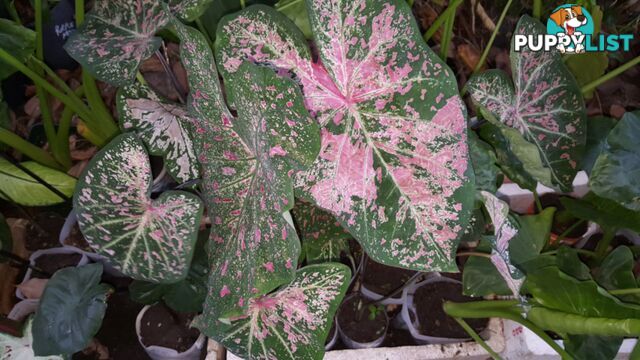 ELEPHANT EAR PLANTS