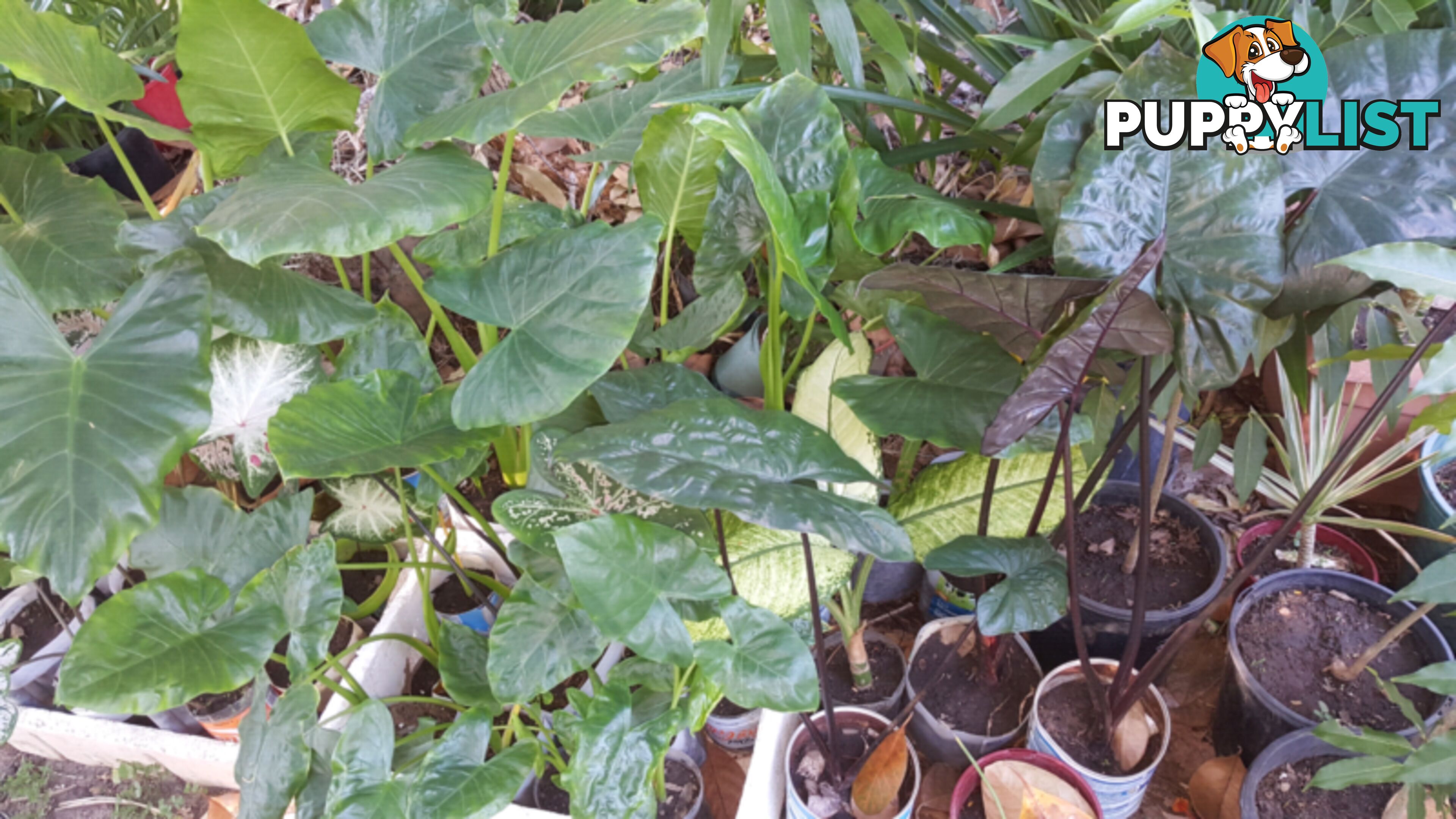 ELEPHANT EAR PLANTS