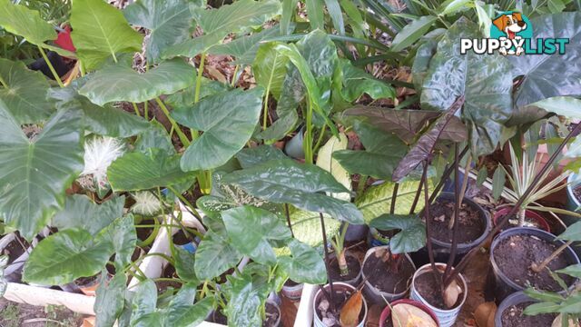 ELEPHANT EAR PLANTS