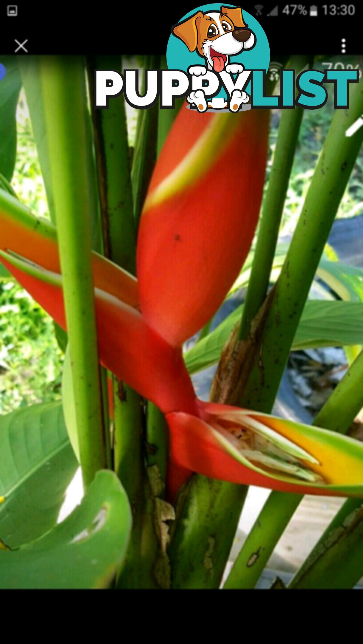 Crab Ginger Plants