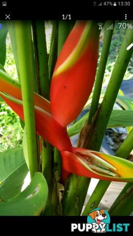 Crab Ginger Plants