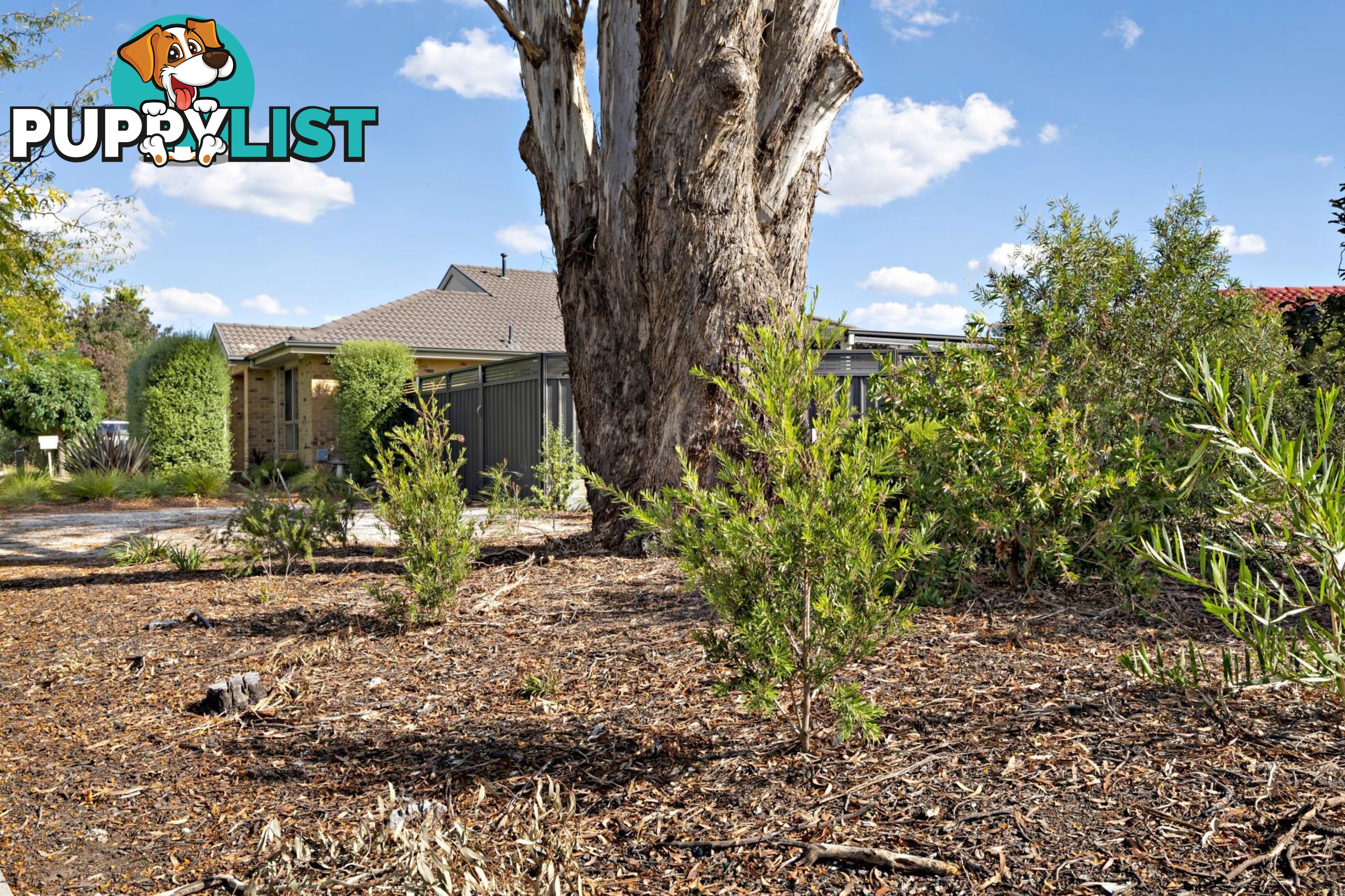 11 Wellesley Street AMAROO ACT 2914