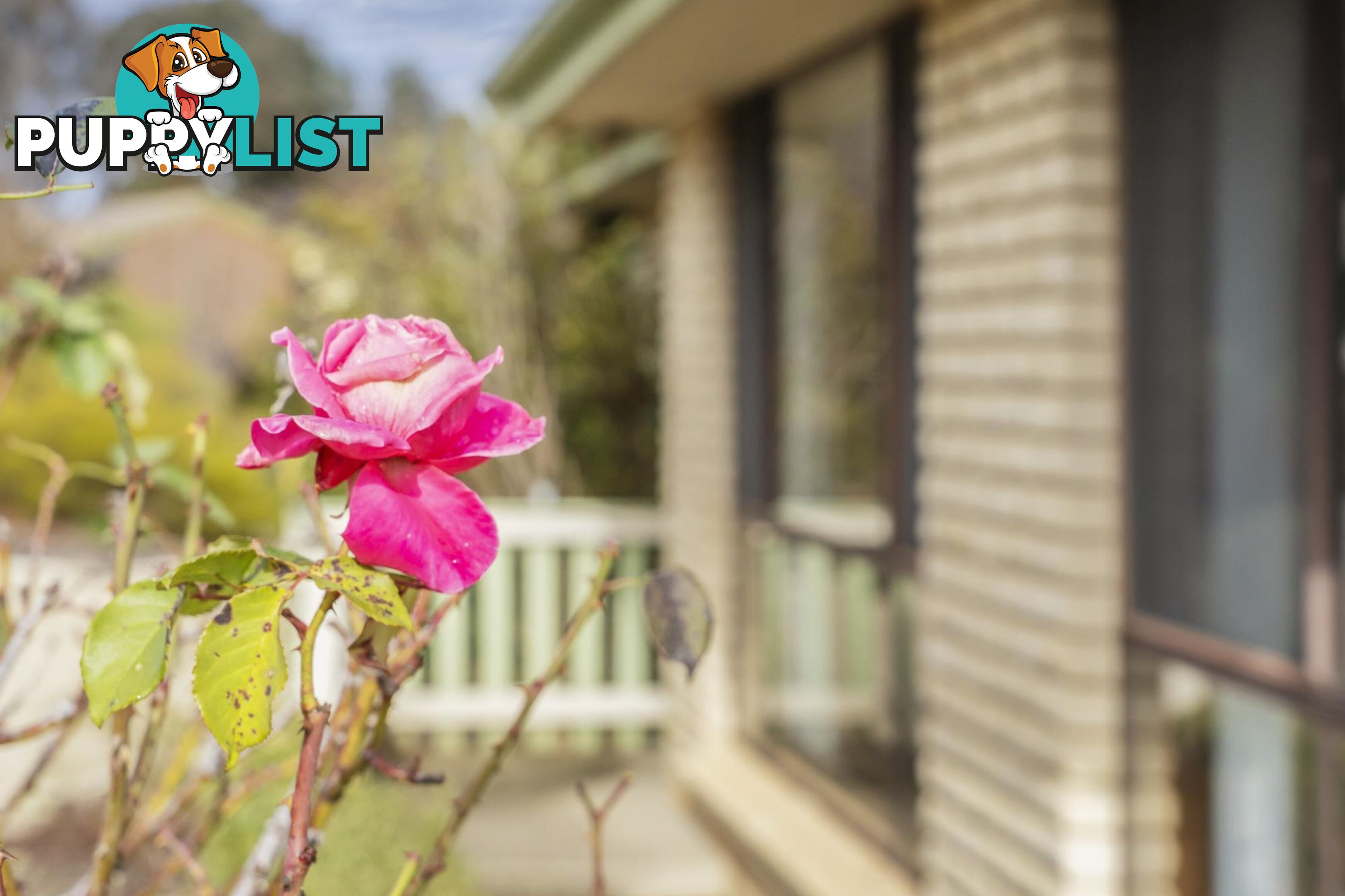 8 Macintyre Place CHARNWOOD ACT 2615