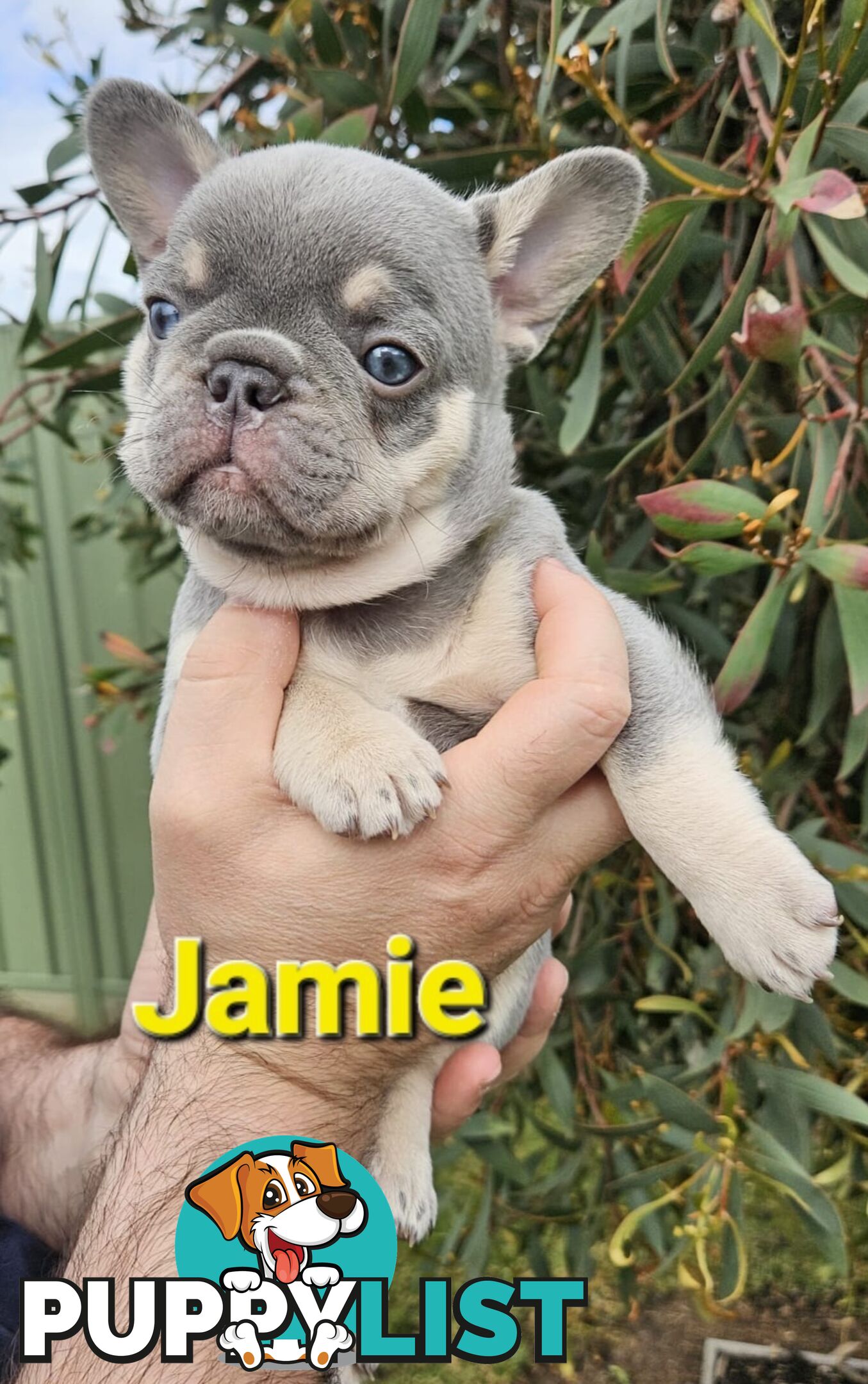 French Bulldog Puppies