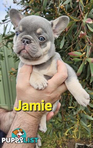 French Bulldog Puppies