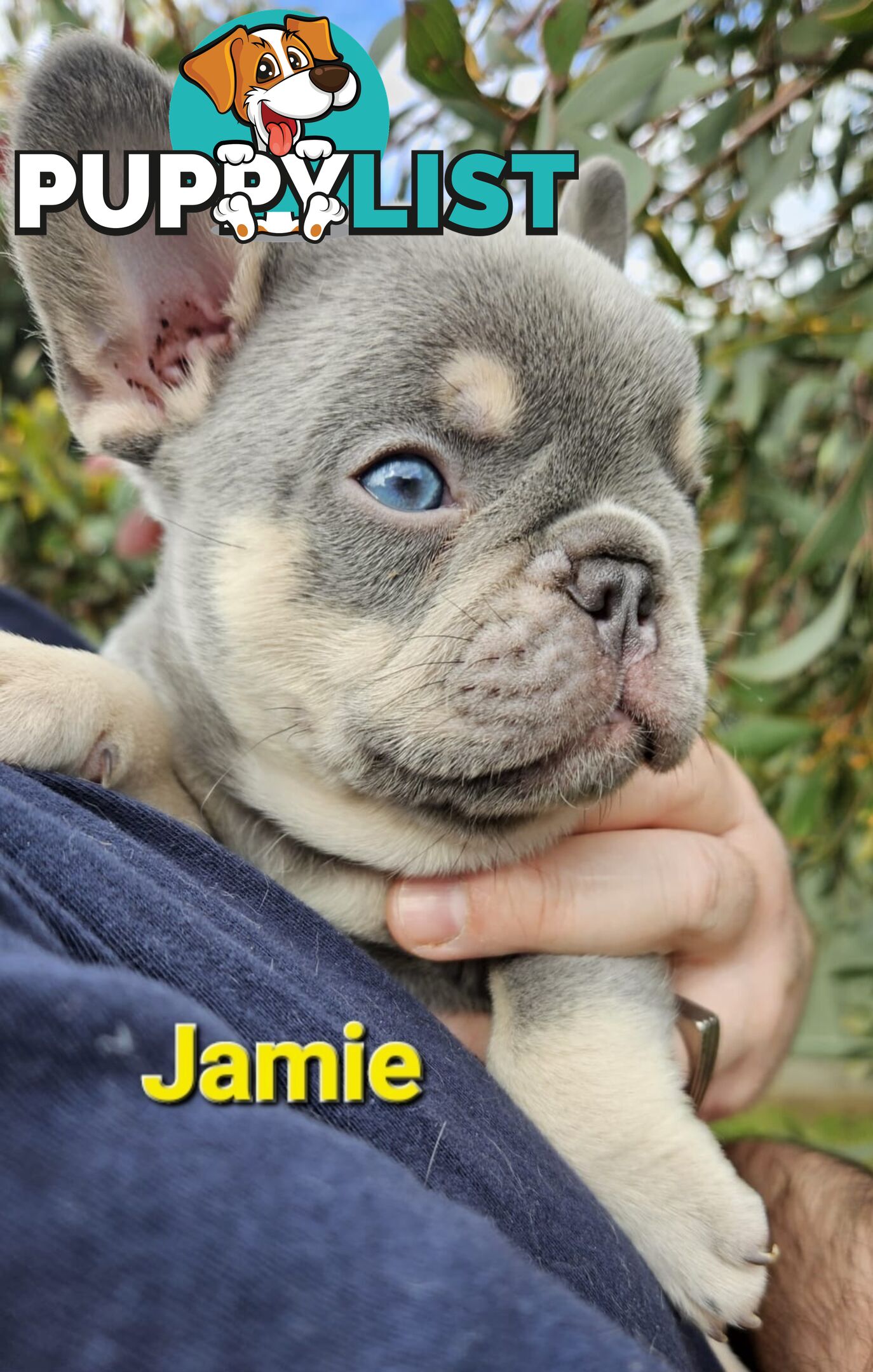 French Bulldog Puppies