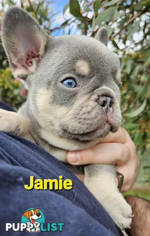 French Bulldog Puppies