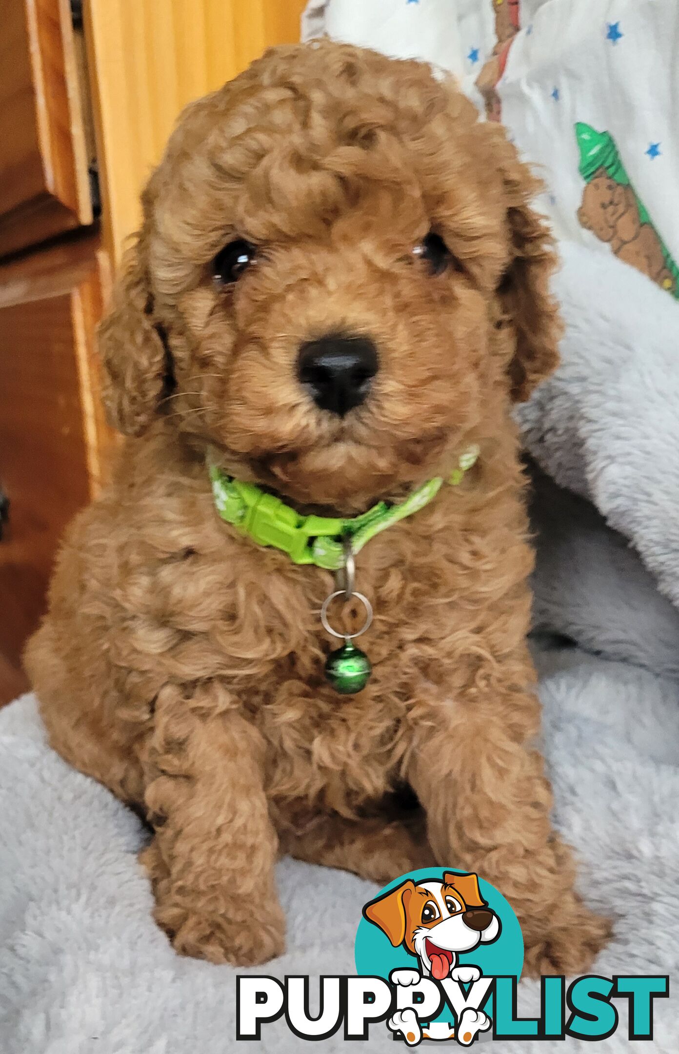 Toy poodle puppies