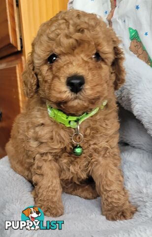 Toy poodle puppies