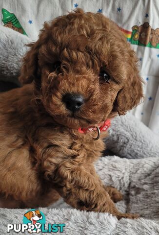 Toy poodle puppies