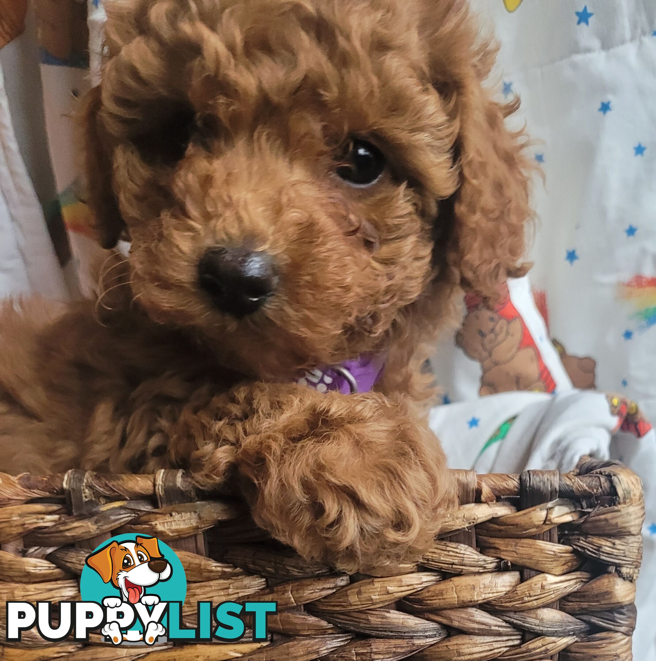 Toy poodle puppies