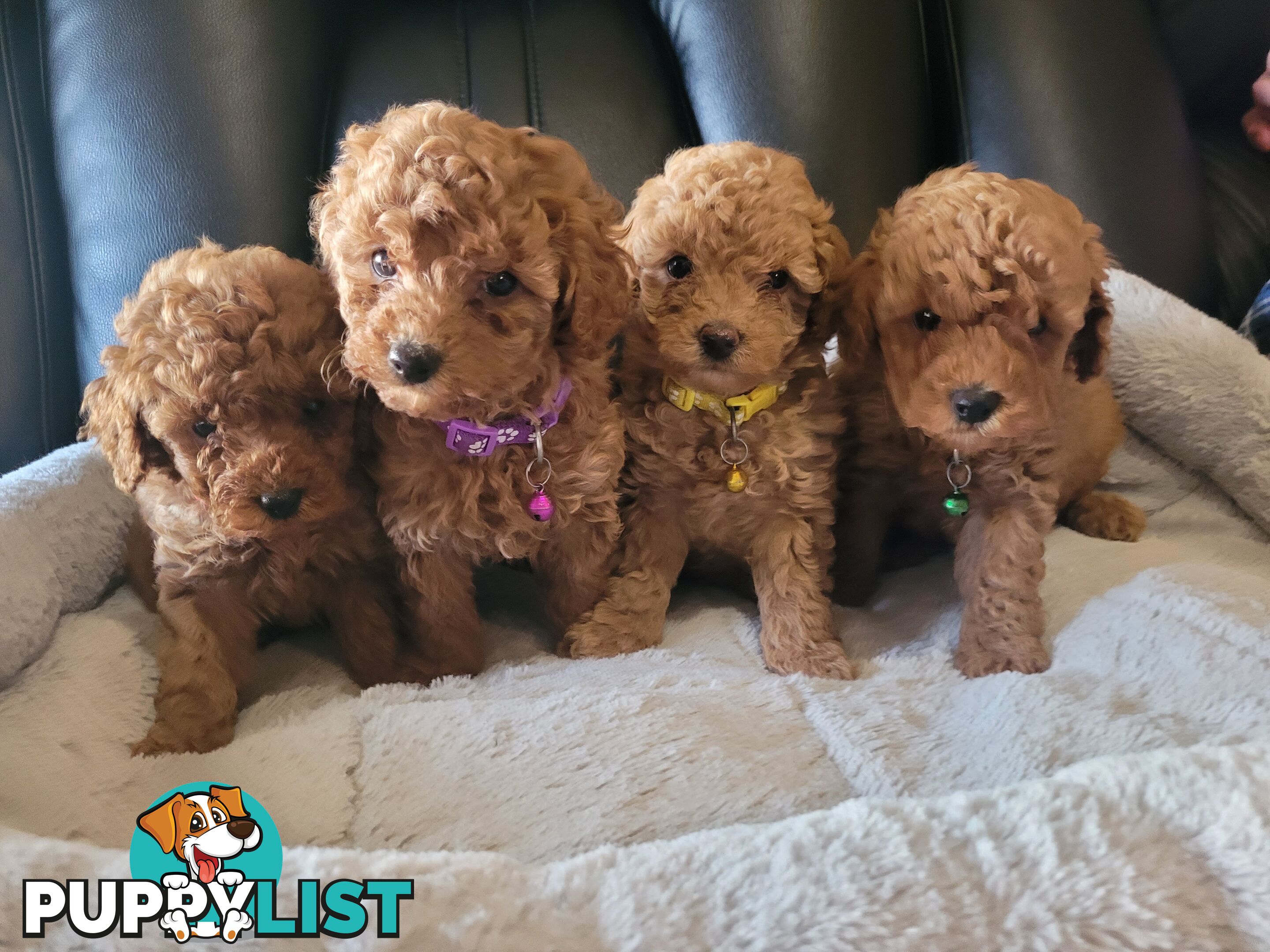 Toy poodle puppies