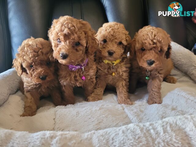 Toy poodle puppies