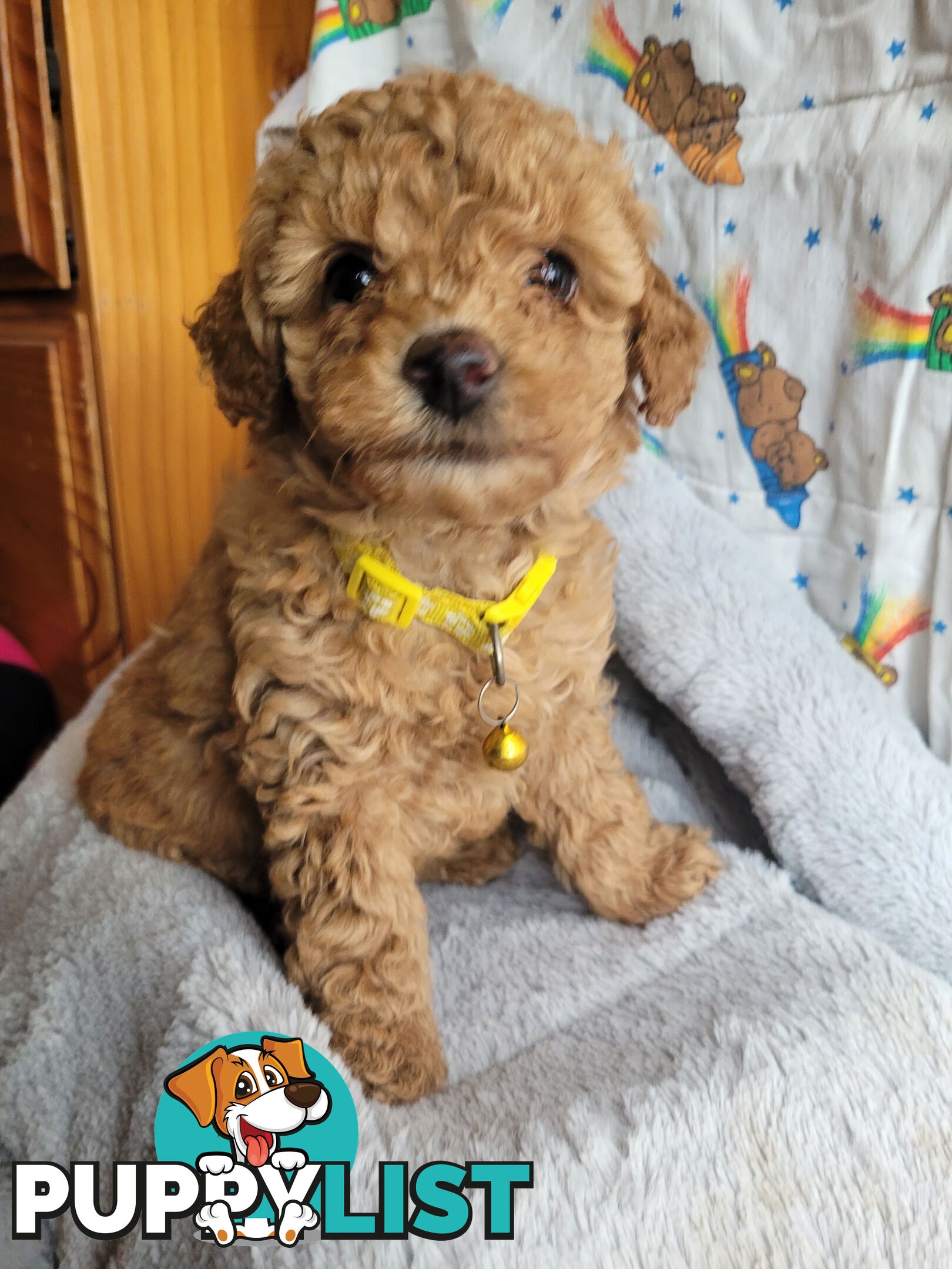 Toy poodle puppies