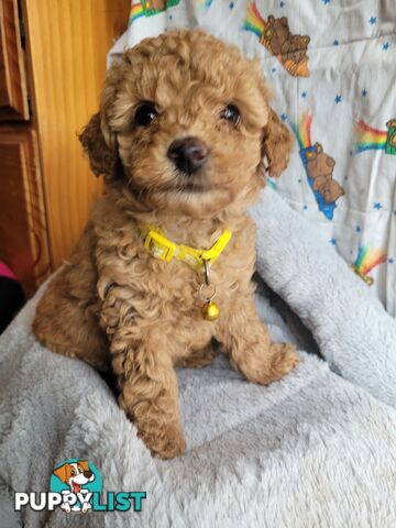 Toy poodle puppies