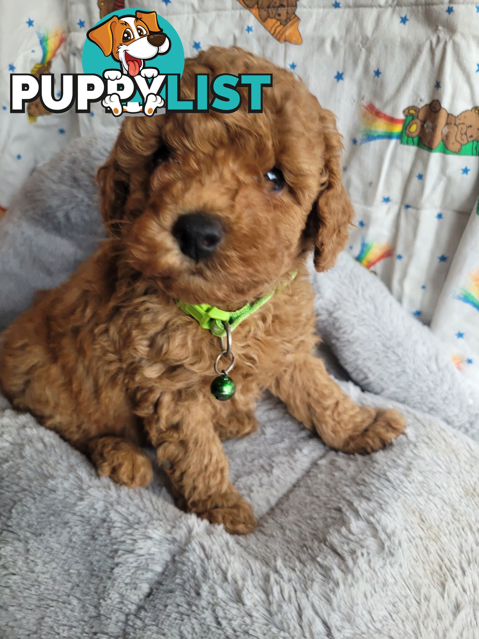 Toy poodle puppies